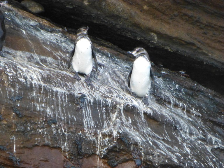 Penguins