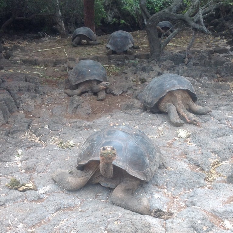 Galapagos tortoises